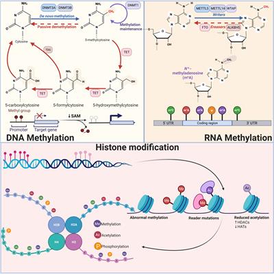 Emerging roles of interactions between ncRNAs and - Frontiers